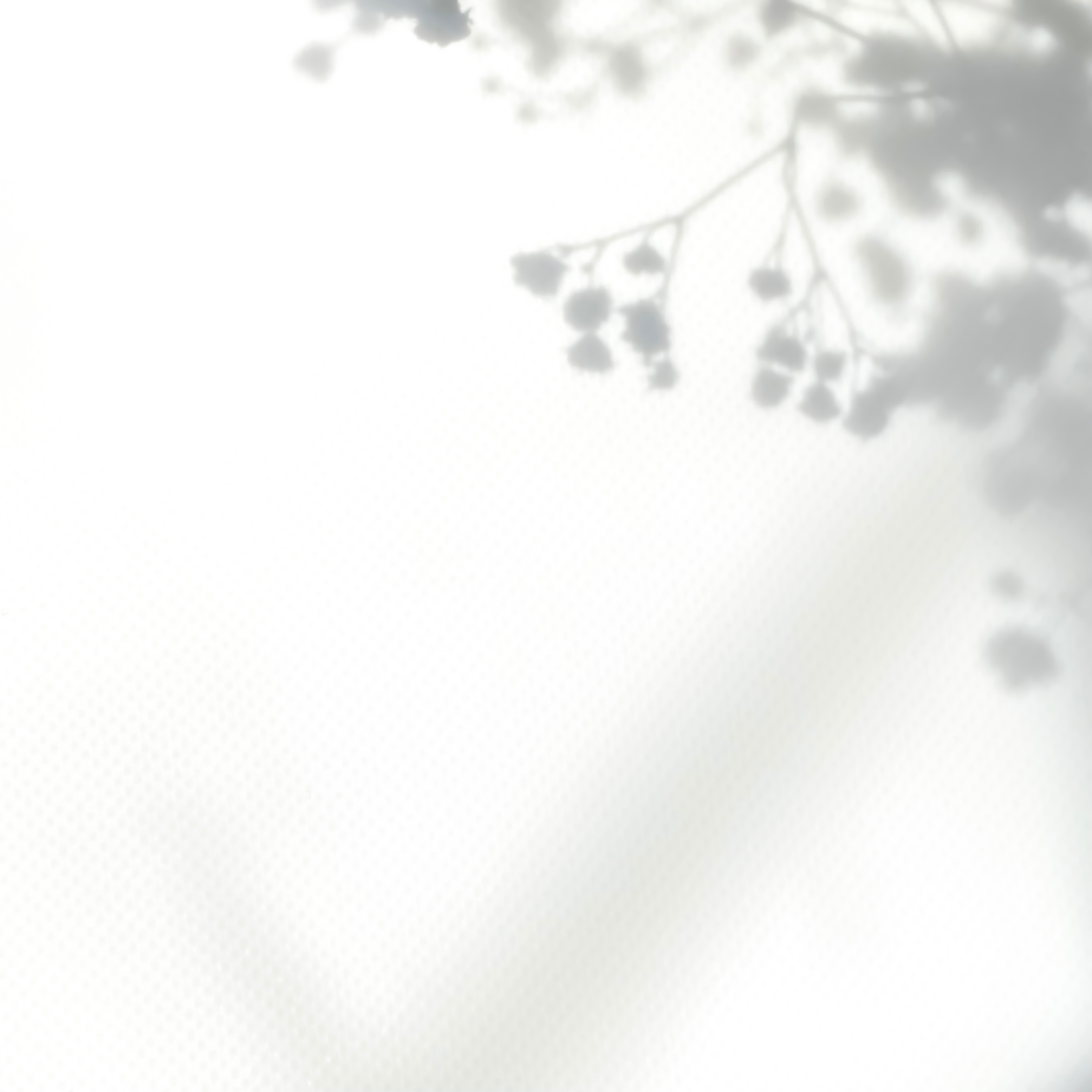 White background with shadow of flowers